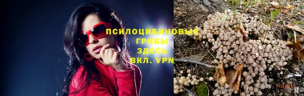прущие грибы Абдулино